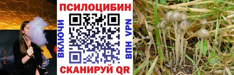 Купить закладки  Ахтубинск  Псилоцибиновые грибы Magic Shrooms 